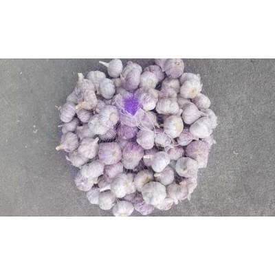 新鲜白皮大蒜 可做加工 用于调味 辛辣爽口 1吨起售图4