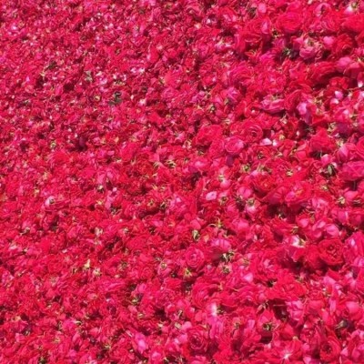 黄石市进口玫瑰花 玫瑰花瓣 价格鲜切花卉 优质供应云巅控股图4