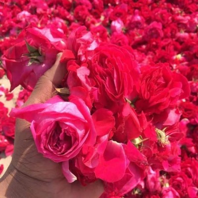 黄石市进口玫瑰花 玫瑰花瓣 价格鲜切花卉 优质供应云巅控股图3