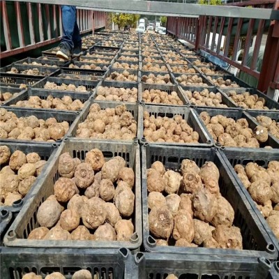二代魔芋种子 魔芋豆腐原料 现挖新鲜 可提供种植指导图4