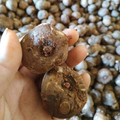 二代魔芋种子 魔芋豆腐原料 现挖新鲜 可提供种植指导图5