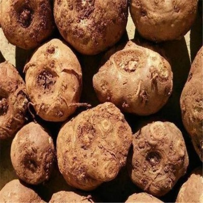 二代魔芋种子 魔芋豆腐原料 现挖新鲜 可提供种植指导图1