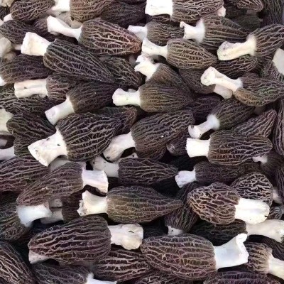 云南高原羊肚菌5-7cm剪柄产地工厂直发40克干羊肚菌羊肚菜图4