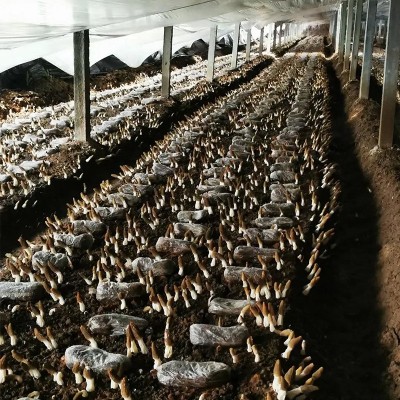 羊肚菌干货云南原产地批发价便宜羊肚菌干菌一件代发规格齐全批发图3