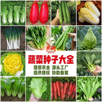 理想农业蔬菜种子批发源头工厂直销加工代发春秋四季播种孑种籽图2