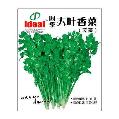 四季香菜种子大叶香菜种籽阳台室内花卉盆栽春季庭院芫荽蔬菜种籽图5
