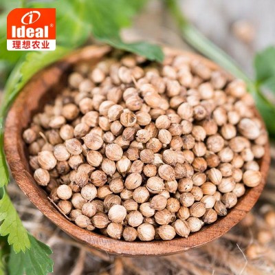 四季香菜种子大叶香菜种籽阳台室内花卉盆栽春季庭院芫荽蔬菜种籽图3