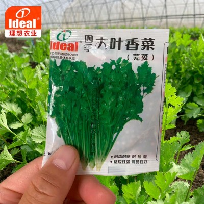 四季香菜种子大叶香菜种籽阳台室内花卉盆栽春季庭院芫荽蔬菜种籽