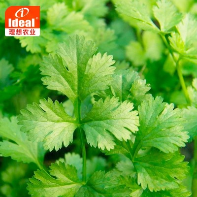四季香菜种子大叶香菜种籽阳台室内花卉盆栽春季庭院芫荽蔬菜种籽图4