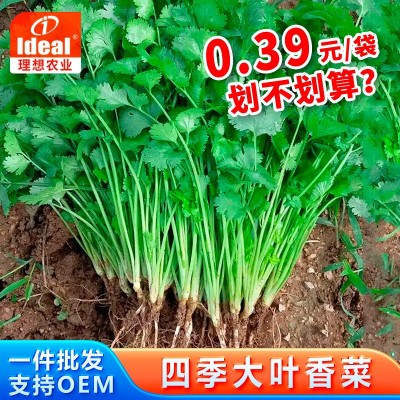 四季香菜种子大叶香菜种籽阳台室内花卉盆栽春季庭院芫荽蔬菜种籽图2