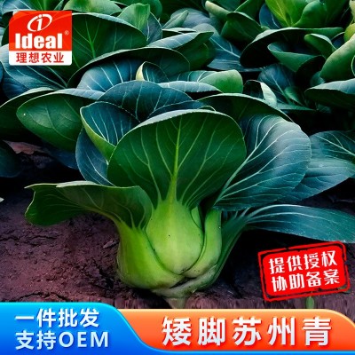 理想苏州青菜种子四季黑叶矮脚上海青大叶油亮秋季蔬菜青菜种子