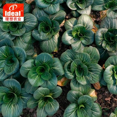 理想苏州青菜种子四季黑叶矮脚上海青大叶油亮秋季蔬菜青菜种子图2