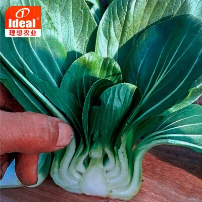 理想苏州青菜种子四季黑叶矮脚上海青大叶油亮秋季蔬菜青菜种子图4