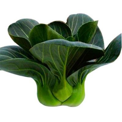 理想小青菜种子四季上海青苏州青油菜籽青梗菜鸡毛菜蔬菜种子批发