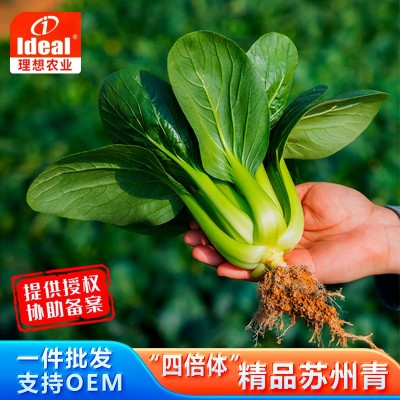 理想小青菜种子四季上海青苏州青油菜籽青梗菜鸡毛菜蔬菜种子批发图2