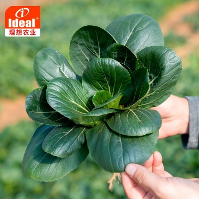 理想小青菜种子四季上海青苏州青油菜籽青梗菜鸡毛菜蔬菜种子批发图3