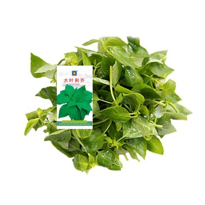 蔬菜种子批发种籽草莓番茄菜籽批发袋装水果种子南瓜种子种 子批發图5