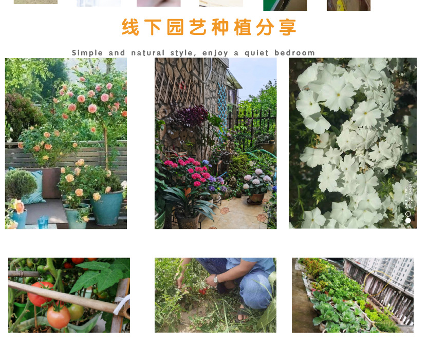 花种切片_06
