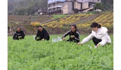 大山深处的“蔬菜村”