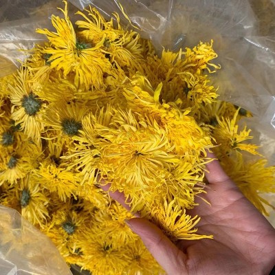 2024金丝皇菊散货批发大朵一朵一杯菊花金丝婺源散货产地基地供应图3