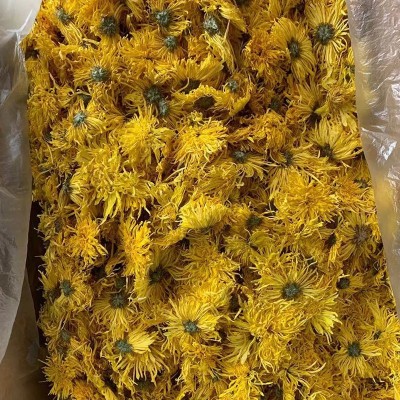 2024金丝皇菊散货批发大朵一朵一杯菊花金丝婺源散货产地基地供应图4