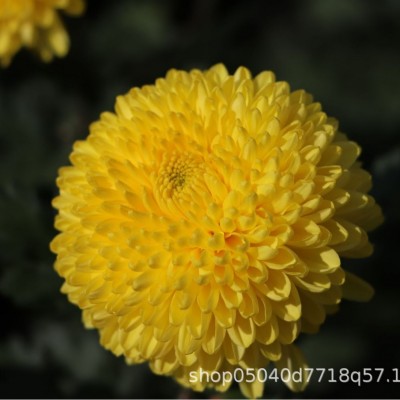 新花婺源黄菊散装 徽州皇菊 大朵菊花 菊花茶一朵一杯礼盒装