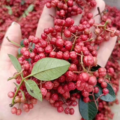 四川特产红花椒油热榨花椒油凉拌调味油麻油400ml批发图3