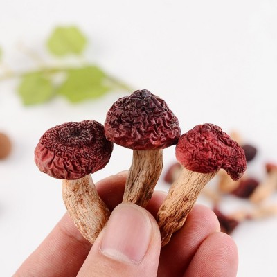 福建红菇 正红菇干货 特产红蘑菇散装500g养生食用菌批发图3