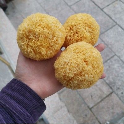 田源【产地直销】古田银耳/丑耳/黄金耳/糯耳/小耳 500克精选图5