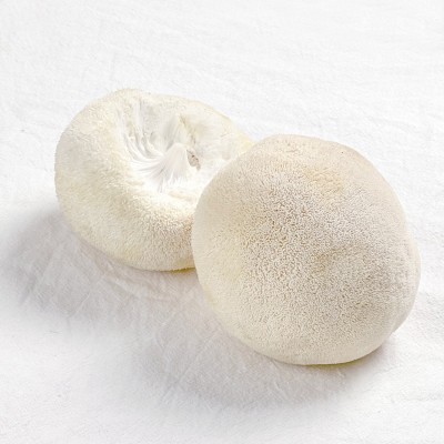 新鲜猴头菇现摘现发古田高山鲜蘑菇菌菇 1斤到4斤图5