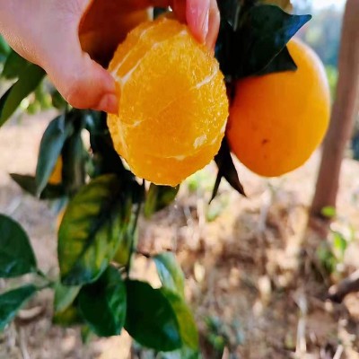 【信丰脐橙】赣南脐橙新鲜水果赣州甜橙当季VC高端橙子礼盒批发图3