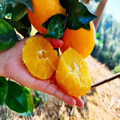 【信丰脐橙】赣南脐橙新鲜水果赣州甜橙当季VC高端橙子礼盒批发图4