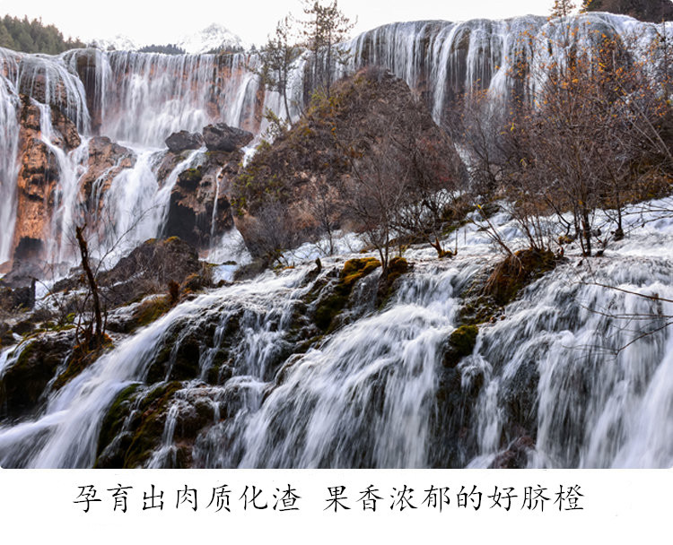 脐橙2-12