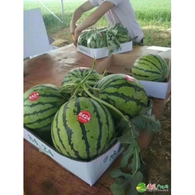 大棚西瓜 小拱棚西瓜 麒麟西瓜 全国西瓜代办代发 河南西瓜 开封西瓜 通许西瓜图5