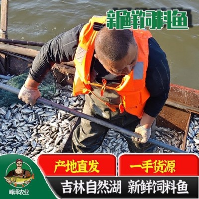 大量冷冻鲫鱼批发 出售冰冻饲料鱼 批发2元左右一斤的冻鱼