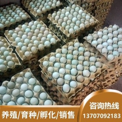 兴农种禽场 养殖基地 受精蛋 土鸡种蛋 库存现货 营养价值高
