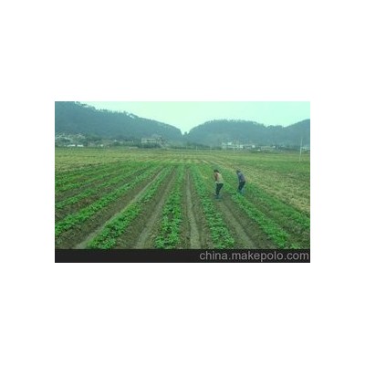 供应顺禾源优质脱毒土豆种子荷兰七图5