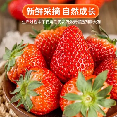 现货丹东99草莓礼盒送人顺丰包邮当季水果红颜九九甜草莓产地直发图4
