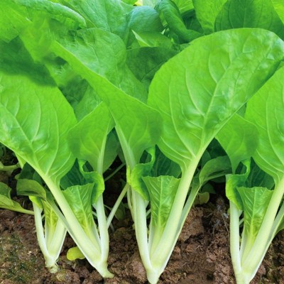 甜脆小白菜种子四季蔬菜种子早熟小青菜阳台耐热速生快菜种子批发图2