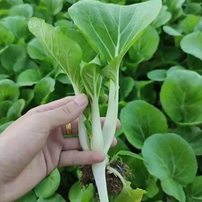 甜脆小白菜种子四季蔬菜种子早熟小青菜阳台耐热速生快菜种子批发图5