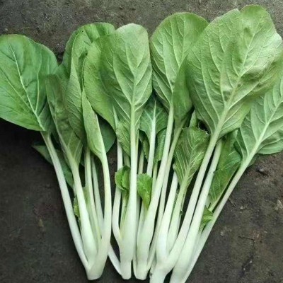 甜脆小白菜种子四季蔬菜种子早熟小青菜阳台耐热速生快菜种子批发图3