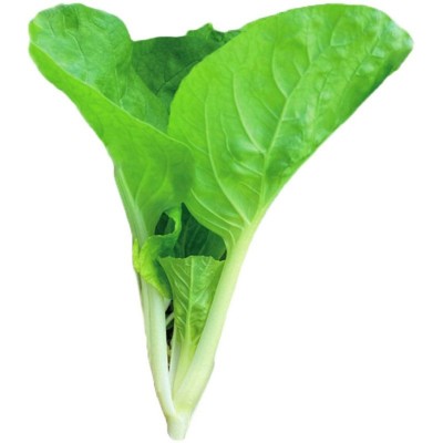 甜脆小白菜种子四季蔬菜种子早熟小青菜阳台耐热速生快菜种子批发图4