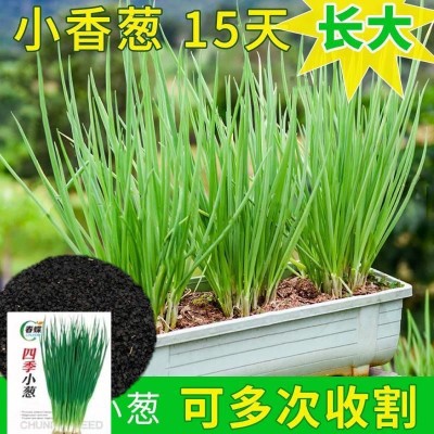 小香葱籽种四季易种小葱种阳台室内盆栽葱种批发家庭菜种