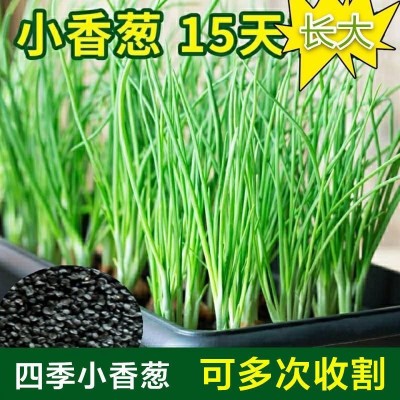 小香葱籽种四季易种小葱种阳台室内盆栽葱种批发家庭菜种图2