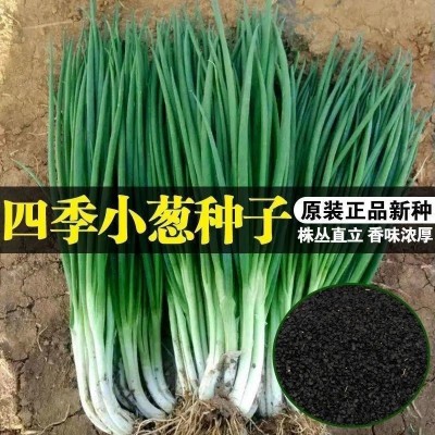 小香葱籽种四季易种小葱种阳台室内盆栽葱种批发家庭菜种图3
