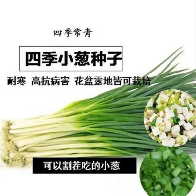 小香葱籽种四季易种小葱种阳台室内盆栽葱种批发家庭菜种图4