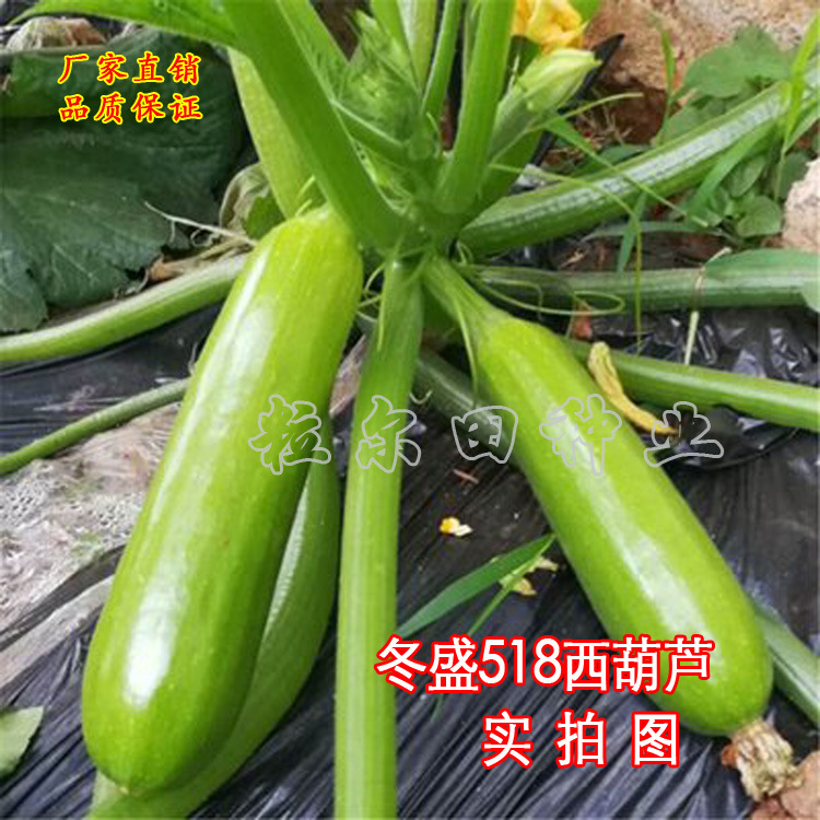 冬盛518西葫3.jpg