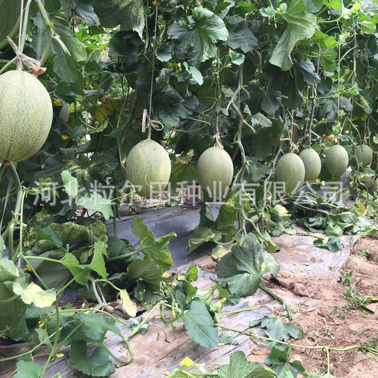 晓蜜254.jpg