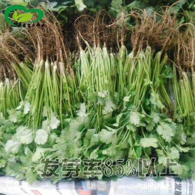 四季速生香菜种子 农田菜园可四季盆栽杂交香味浓香菜蔬菜籽图3