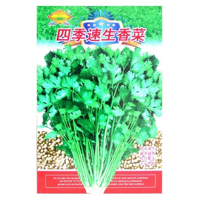 四季速生香菜种子 农田菜园可四季盆栽杂交香味浓香菜蔬菜籽图5